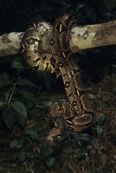 a large snake that is on top of a branch