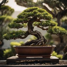 a bonsai tree in a pot on a table