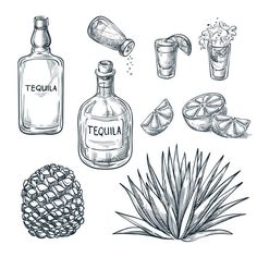 hand drawn tequila set with pineapple, alcohol bottle and other alcoholic drinks on white background