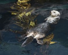 an otter swimming in the water with leaves floating on it's back and its head above the water surface