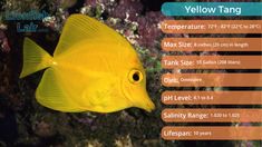 Here you have an image displaying all of the requirements and key information regarding the yellow tang fish. A beautiful image with some of the most key information regarding this popular fish. Yellow Tang, Fish Species, 55 Gallon, Lion Fish, Disease Prevention