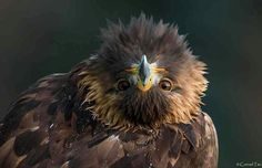 a close up of a bird with very big eyes