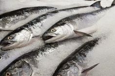 several fish are on ice and ready to be cooked