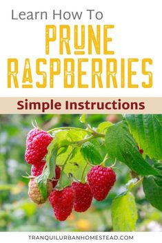 raspberries growing on a tree with the title learn how to prune raspberries