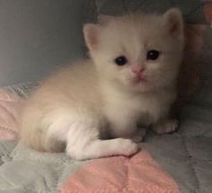 a small white kitten sitting on top of a bed next to a pink and gray blanket