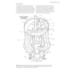 diagram of the human body and its organs, including the stomach with labels on it