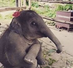 an elephant with a flower on its head is sitting in the middle of some grass