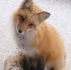 a red fox sitting in the snow looking at something