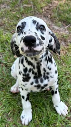 a dalmatian puppy sitting in the grass looking at the camera with an intense look on his face