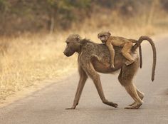 two monkeys are playing with each other on the side of the road in front of another monkey