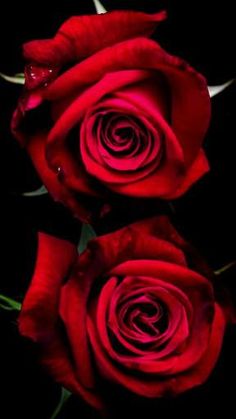 two red roses with green stems on a black background