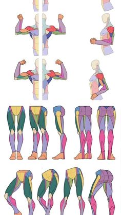 an image of the muscles in different positions