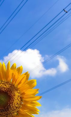 a large sunflower with power lines in the background and a blue sky behind it