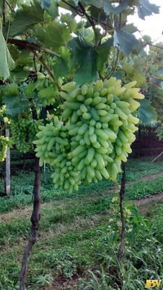 bunches of green grapes hang from the branches of a tree in an orchard area