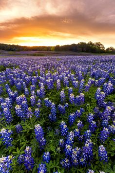 a field full of blue flowers with the sun setting in the distance behind it and clouds