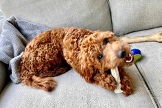 a brown dog laying on top of a couch with a toy in it's mouth