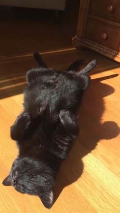 a black cat laying on the floor with its paws up to it's head