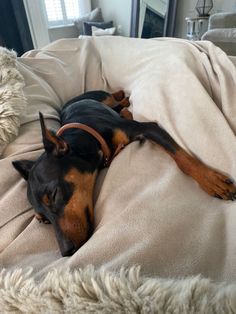 a black and brown dog laying on top of a bed next to a white pillow