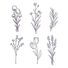 four different types of flowers are shown in purple ink on a white background, one is drawn