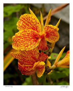 a yellow and red flower with spots on it