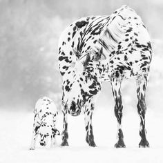 a black and white photo of a dalmatian dog and its baby in the snow