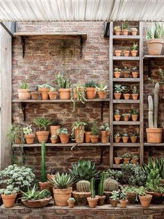 there are many different plants in pots on the shelves and behind them is an old dresser