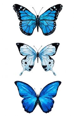 three blue butterflies on white background with one butterfly in the center and two are facing each other