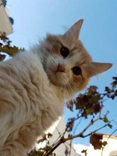 an orange and white cat sitting on top of a tree