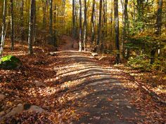 a dirt road in the middle of a forest with lots of leaves on the ground