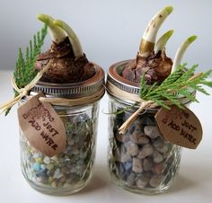 two jars with plants and rocks in them