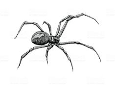 a black and white drawing of a spider