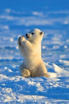 a baby polar bear sitting in the snow with its paws up to it's head