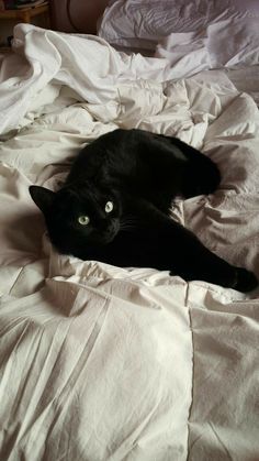 a black cat laying on top of a white bed