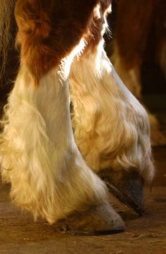 a close up of a horse's legs and feet