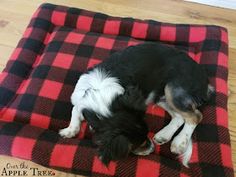 a black and white dog laying on top of a red checkered pet bed in a room