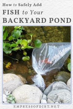 an image of a fish to your backyard pond