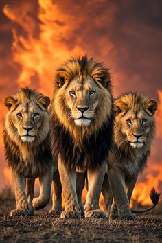 three lions standing next to each other in front of an orange and black sky with clouds