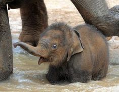 the baby elephant is playing in the water