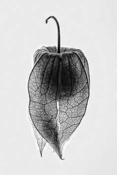 a black and white photo of a leaf hanging upside down