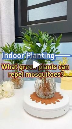 indoor planting what grow plants can repel mosquitoes?