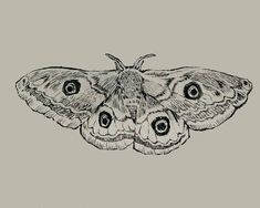 a black and white drawing of a moth