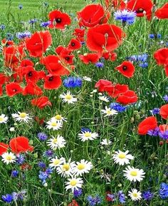 a field full of red, white and blue flowers