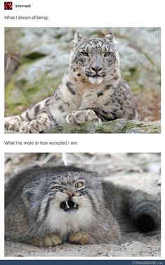 two pictures of snow leopards with caption that reads, what i mean of being