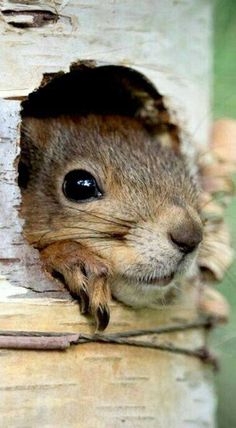 Squirrel Cute, Squirrel Pictures, Pet Boarding, Baby Squirrel, Cute Squirrel, A Squirrel, Sweet Animals, Hamsters, Rodents