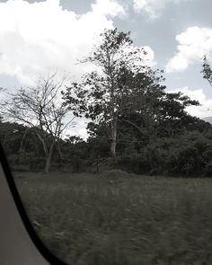 trees and grass seen through the window of a vehicle