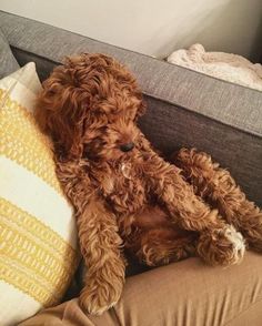 a brown dog laying on top of a couch