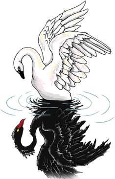 a swan is swimming in the water with its wings spread