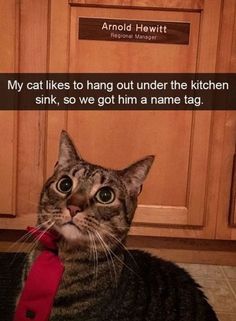 a cat wearing a red tie in front of wooden cabinets