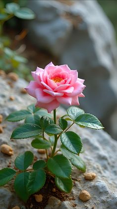 a pink rose sitting on top of a rock