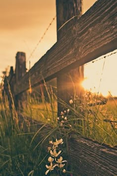 the sun is setting behind a wooden fence and flowers are growing in front of it